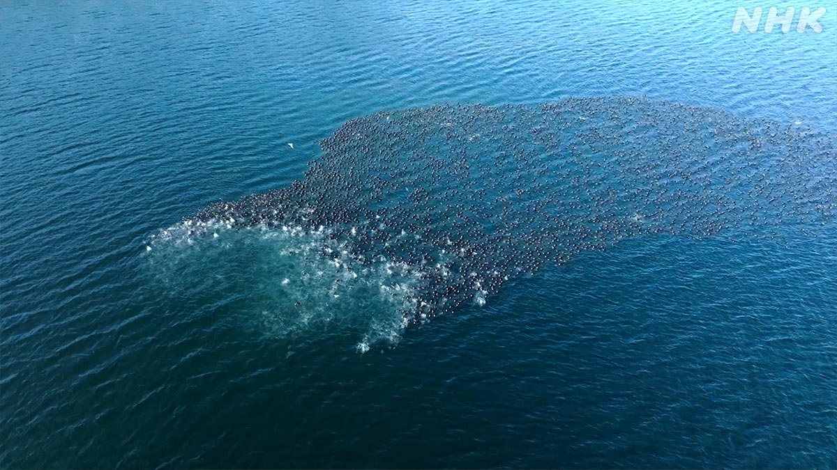 nhk_darwin's tweet photo. 数千羽もの海鳥が、
次々と海にダイブ！🐦🌊💨
👇大迫力の動画版はこちらから👇
https://t.co/QzEfruGn13

潜水の名手・
アラナミキンクロの大群です🐦✨

自在に泳ぎ回り、
海底をつつきまくる狙いとは！？🤔🔍

【生きもの大集合！謎の白い海】
https://t.co/Cfw1V3Wizl
⏰19日 日曜夜7時30分～ https://t.co/uWglGtDtdF