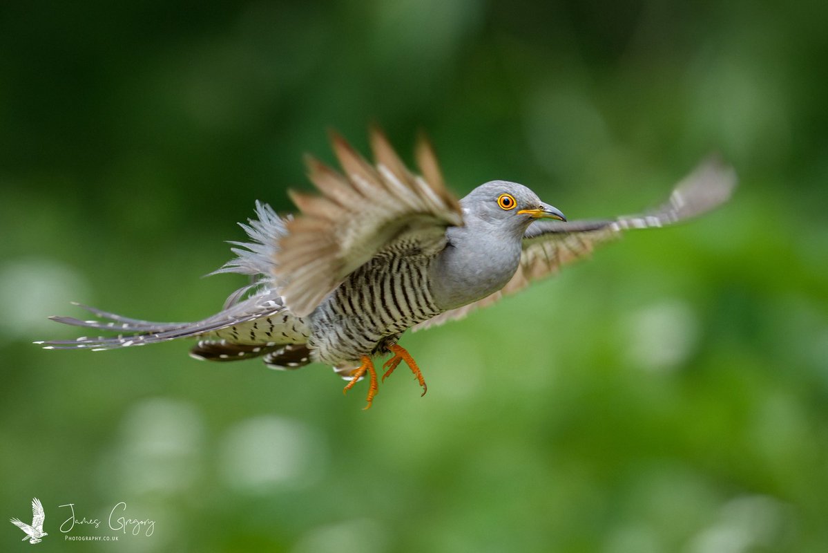 James Gregory Wildlife Photography tweet media