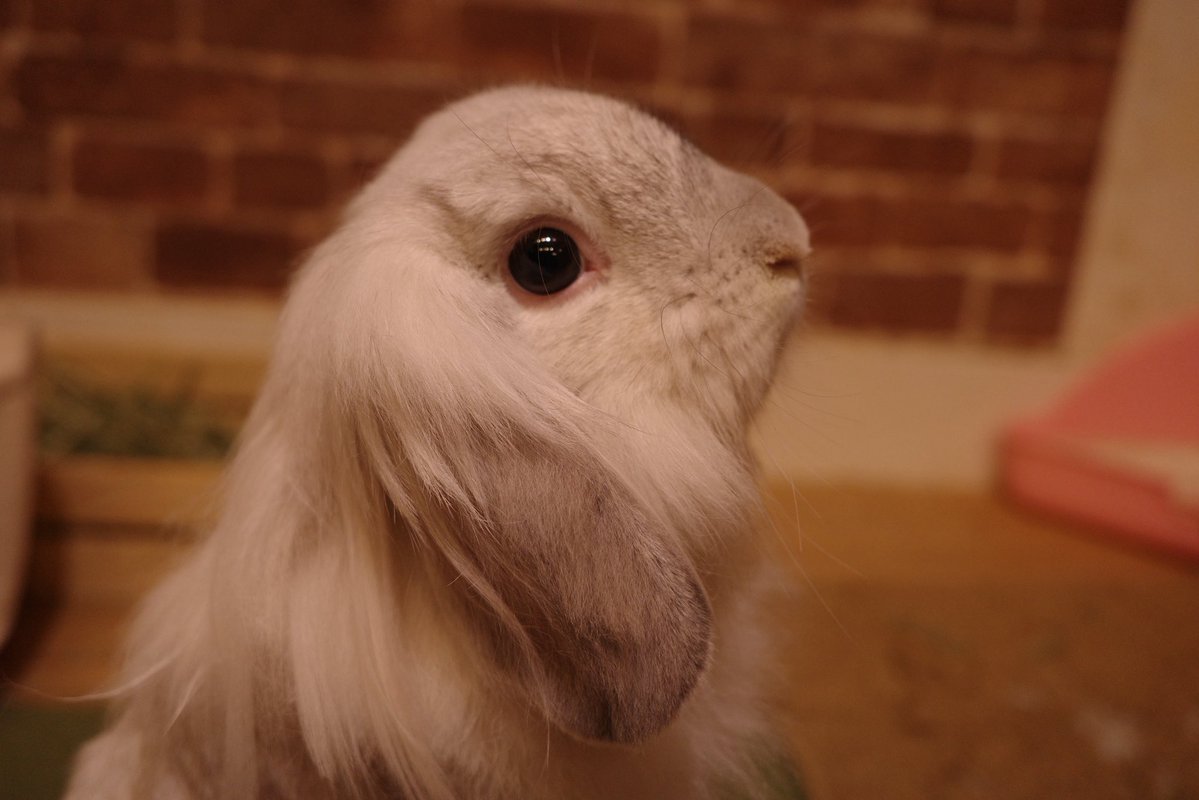 れんれん tweet media