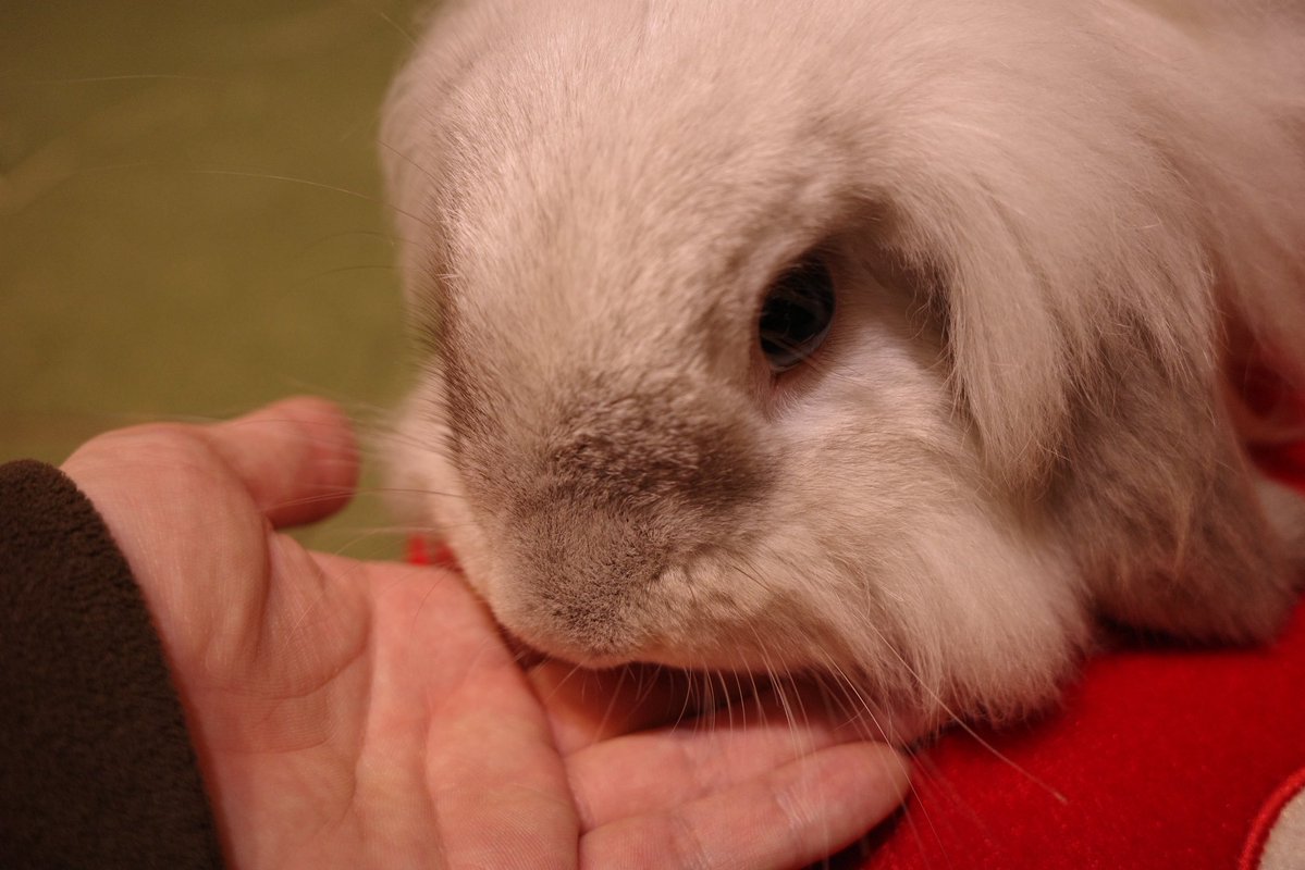 れんれん tweet media