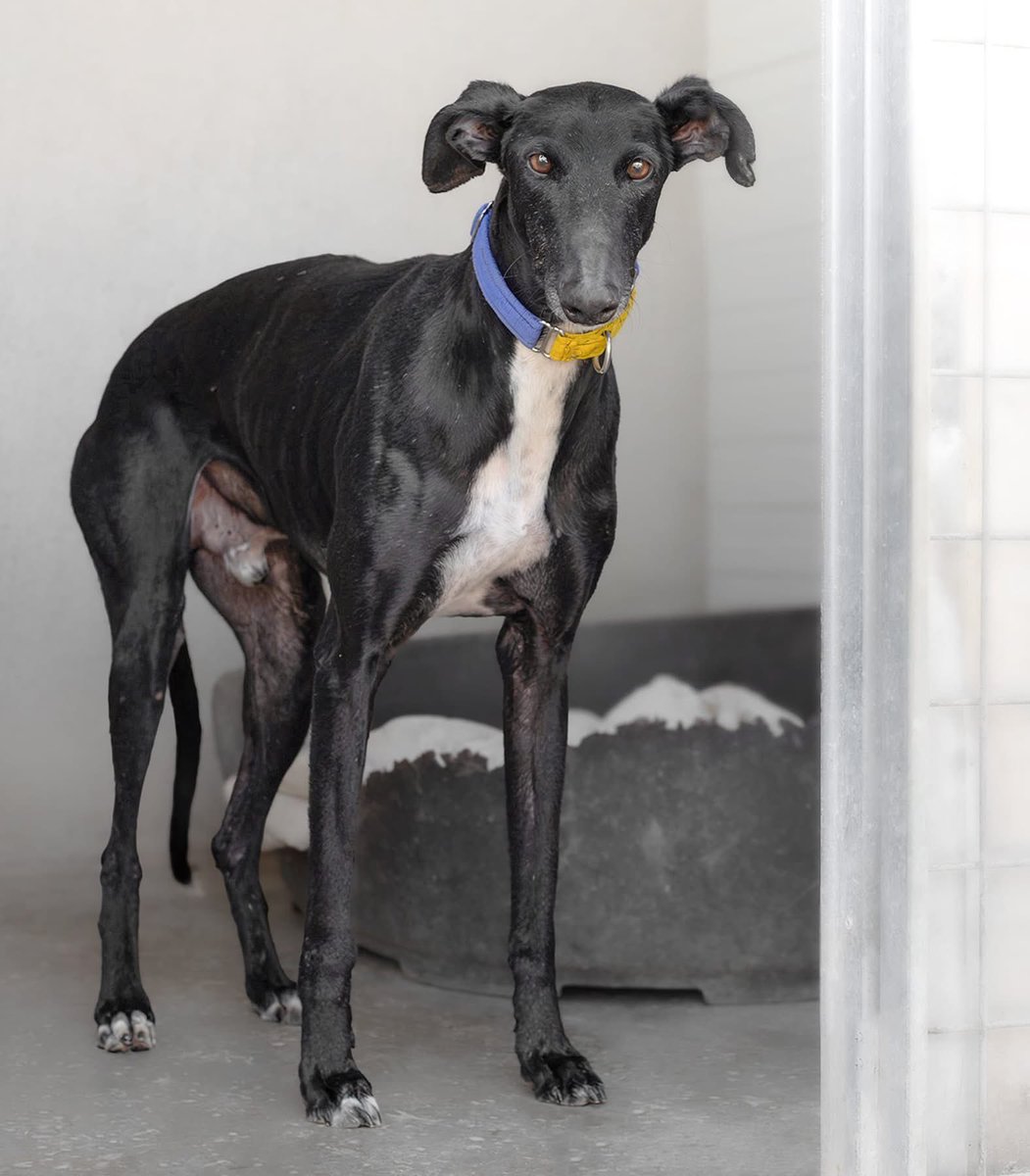 Galgos del Sol tweet media