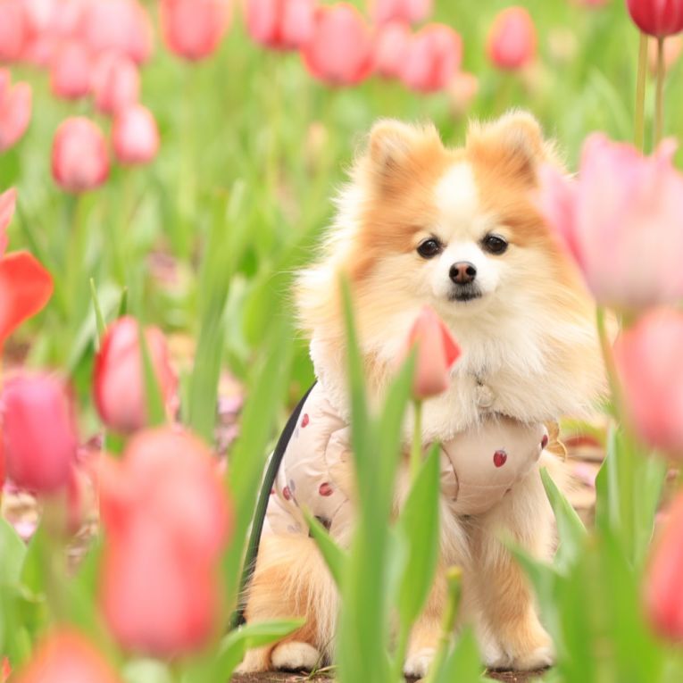 ペット保険の第一アイペット tweet media