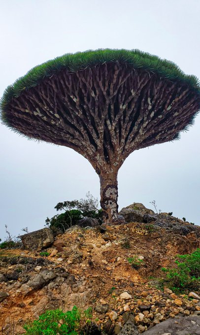 Alia Musa tweet media