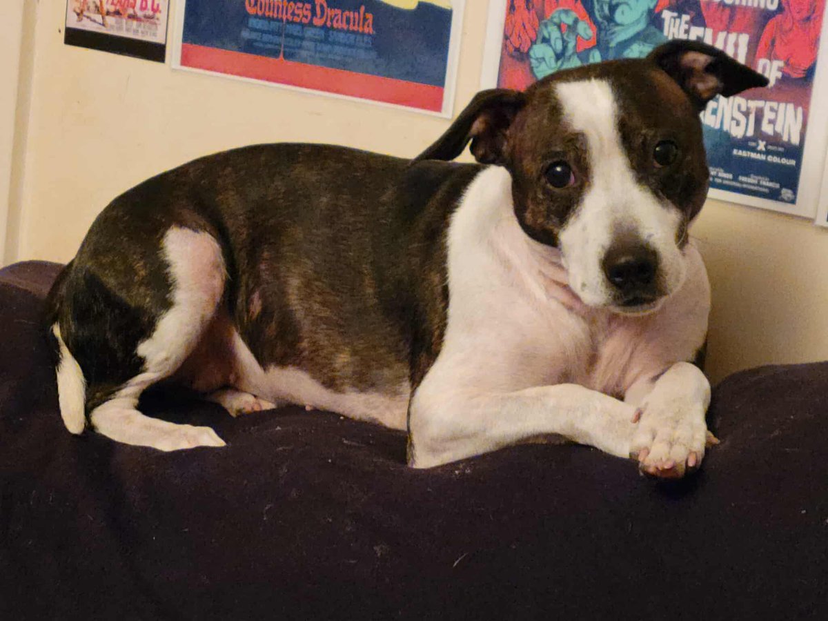 Capt.Howdy tweet media