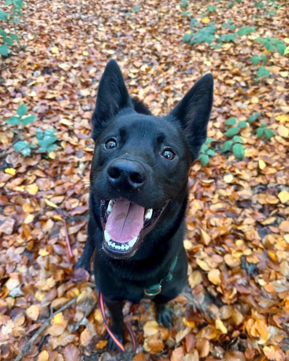 cotsdogscats's tweet image. Monday mood: be more like Mac 🐾💛

Big smiles, fresh air, and pure joy in every little moment 🍂✨
If this isn’t your sign to start the week with a wag, we don’t know what is!

 #MondayMood #HappyDog #DogJoy #FreshAir