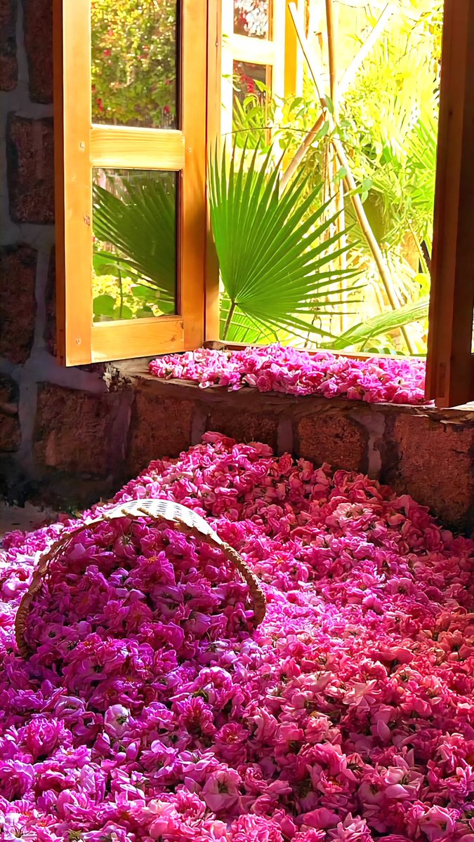 روح السعودية tweet media