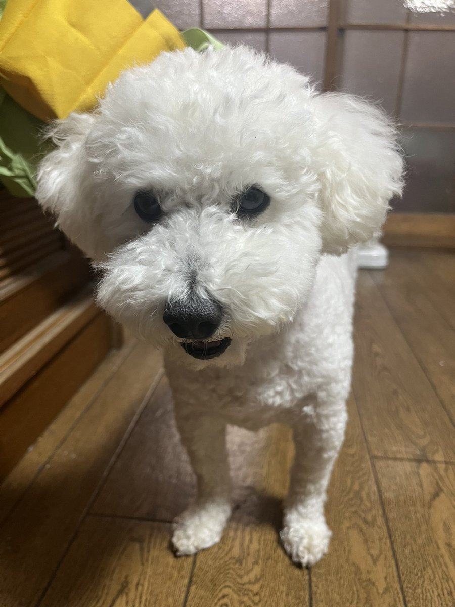 朗らかな犬 tweet media