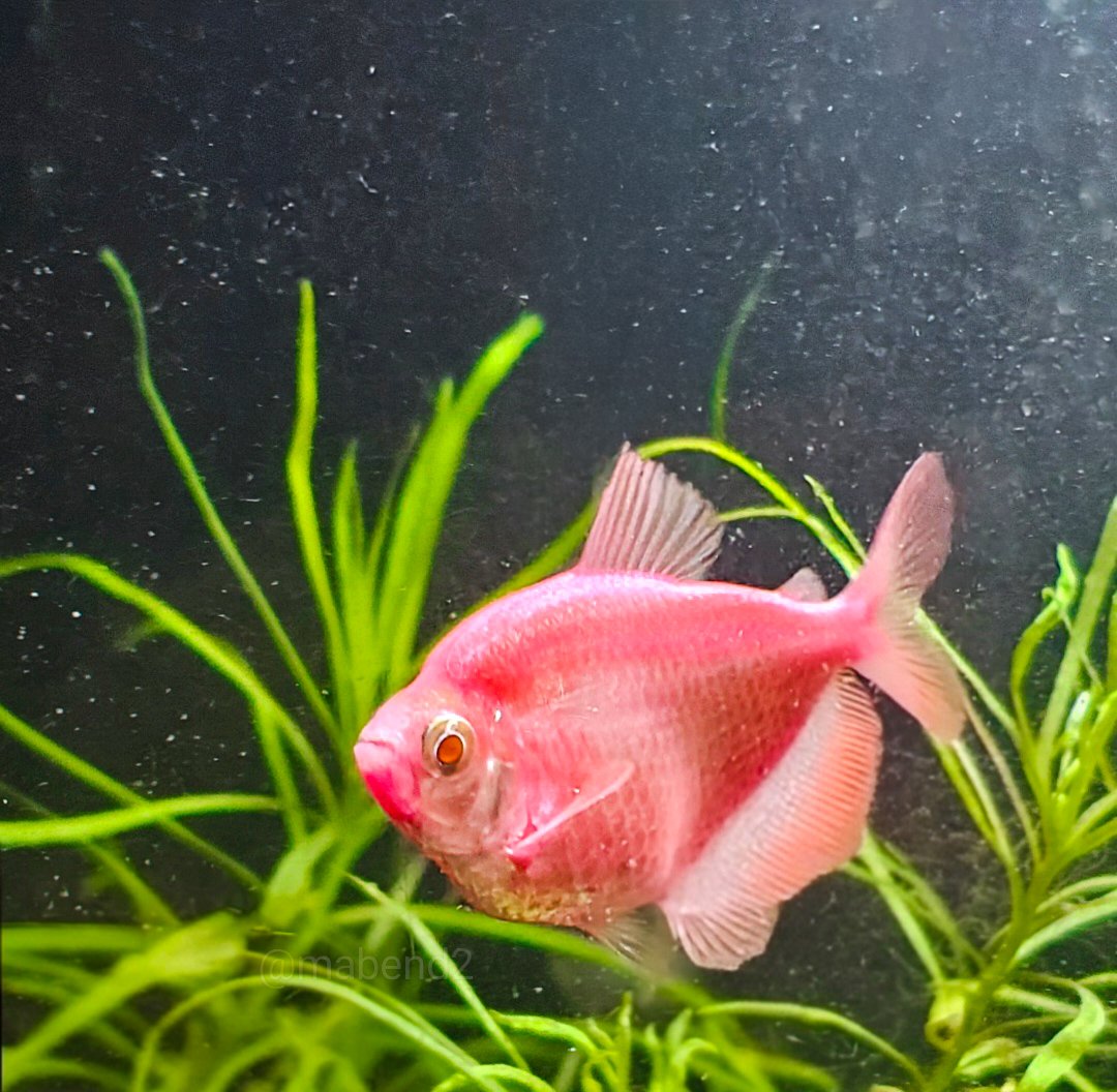 mabend2's tweet image. Share your Pink Photographs
#theme_pic_India_pets