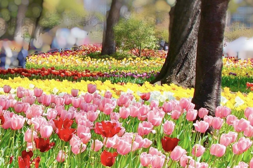 __r7_3's tweet photo. カラフルで花弁が大きくて可愛いから
チューリップ一番好きかも🌷♡

あー毎日あったかいの嬉しい☀️
早く復帰したいな〜🥹🥹 https://t.co/YwQwvCJcWv