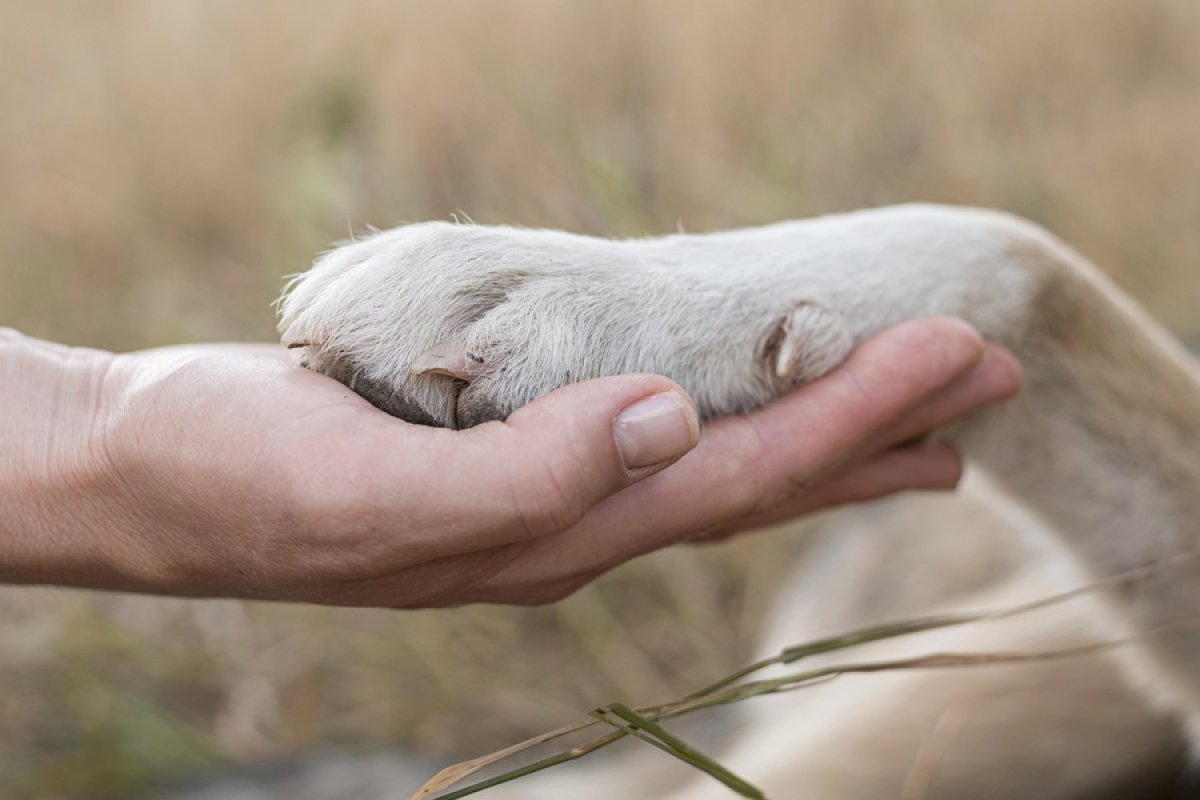 urjc's tweet image. 🐕🏥 Terapia asistida con perros para reducir la ansiedad en adolescentes 

ℹ️ Noticia: urjc.es/todas-las-noti…

#URJC #terapia #perros #salud #YoSoyURJC
