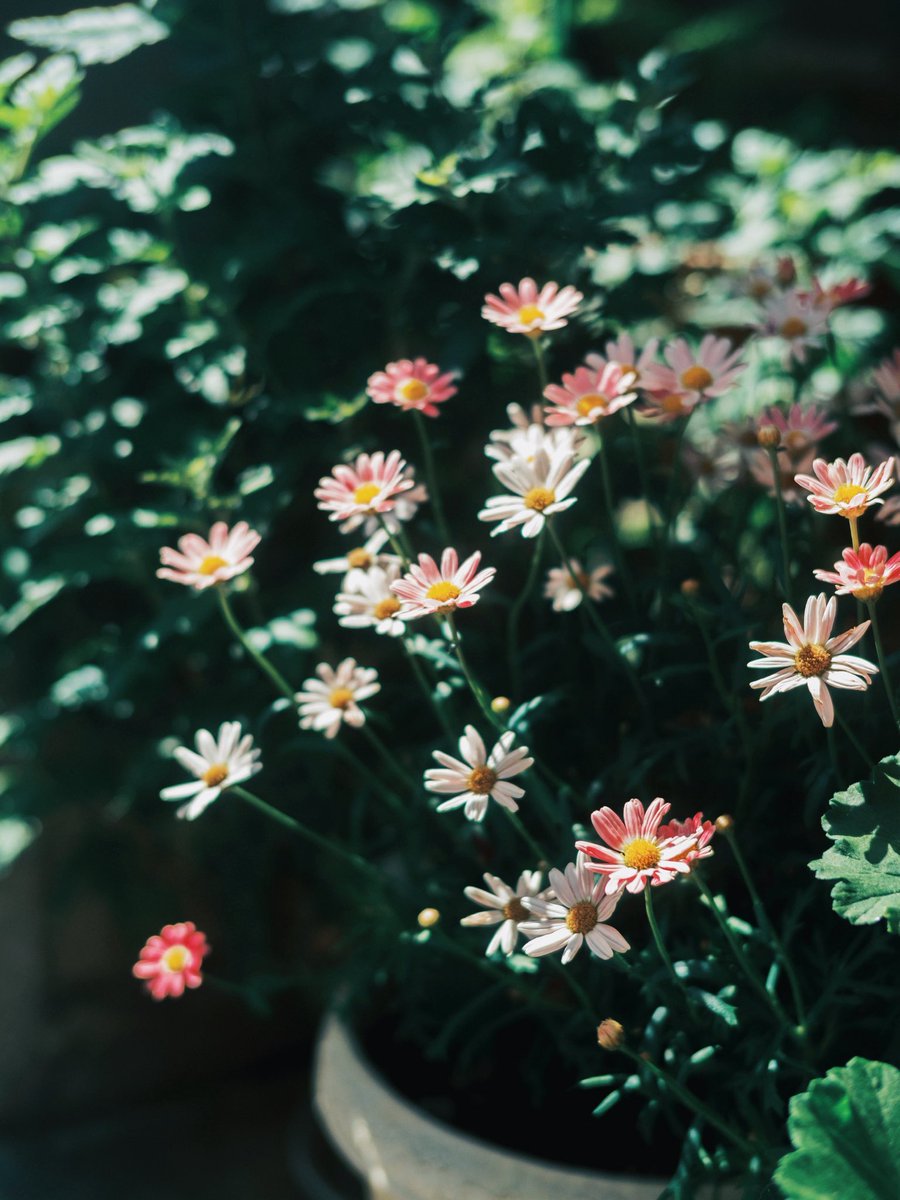 Kimura Hinami tweet media