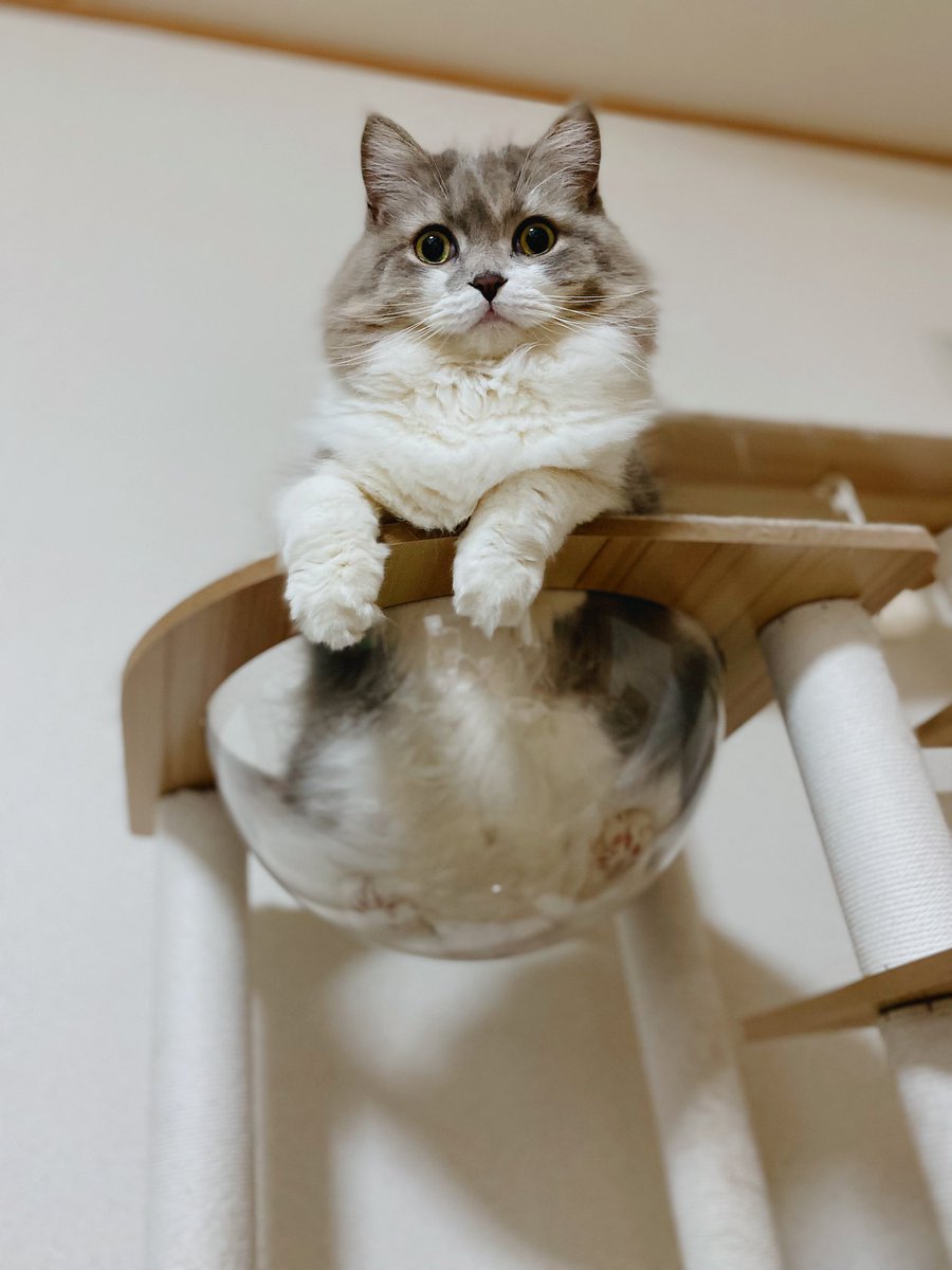 choco_neo_simba's tweet photo. ㊗️お誕生日おめでとう🎉

🎂さくら(３歳)
🎂おもち(２歳)

すくすく育ってくれて嬉しいです🌱✨️

#保護猫
#ラガマフィン https://t.co/I1357eDZsE