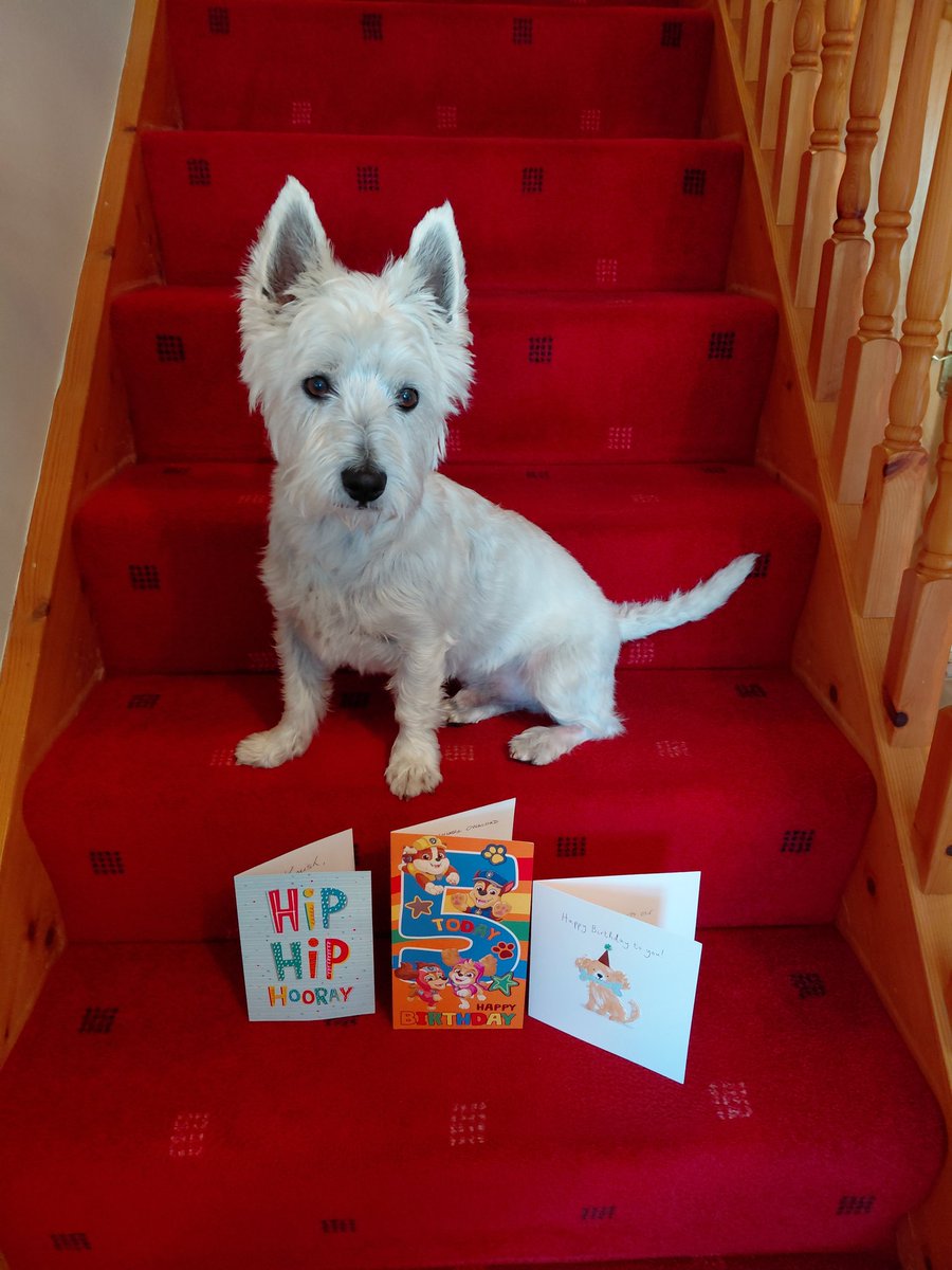 Hamish the little pocket rocket. Fly high Toby 🌈 tweet media