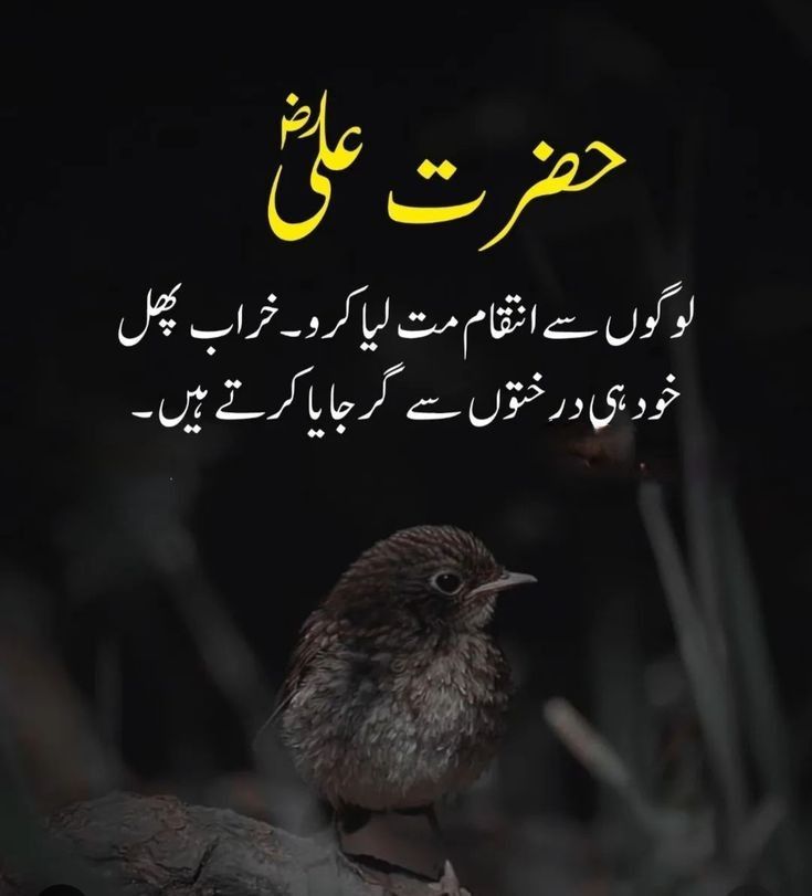 SHABEER HUSSAIN tweet media