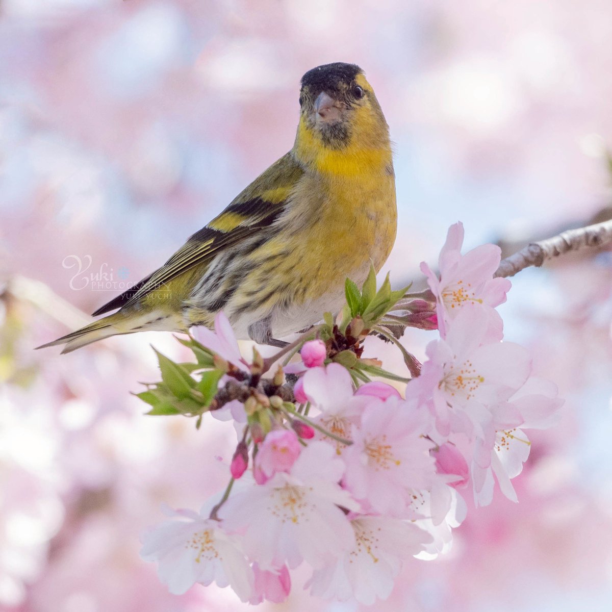 Yuki Yuchi(結内ゆき) *野鳥写真時々空*.｡.:*☆ tweet media