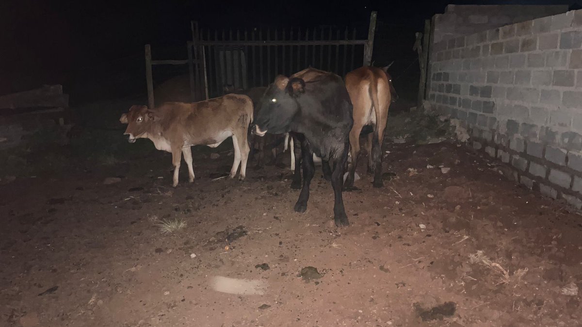 _ArriveAlive's tweet image. Suspects arrested for Stock Theft in the OR Tambo District 

arrr.co.za/9WCgU

#ArriveAlive #Crime #StockTheft @SAPoliceService