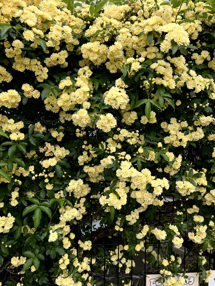 巖谷國士 tweet media