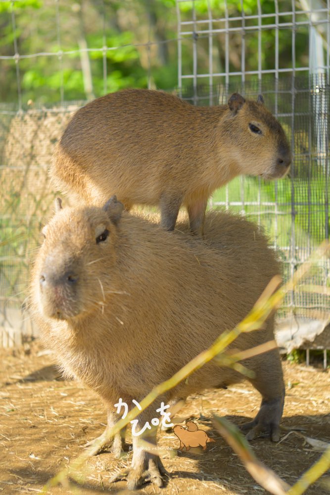 yamada_capybara's tweet photo. 「なせばなる」
と僕に教えてくれたのは仔カピバラだった

写真は袖ヶ浦ふれあいどうぶつ縁 https://t.co/W5I5a2idkf