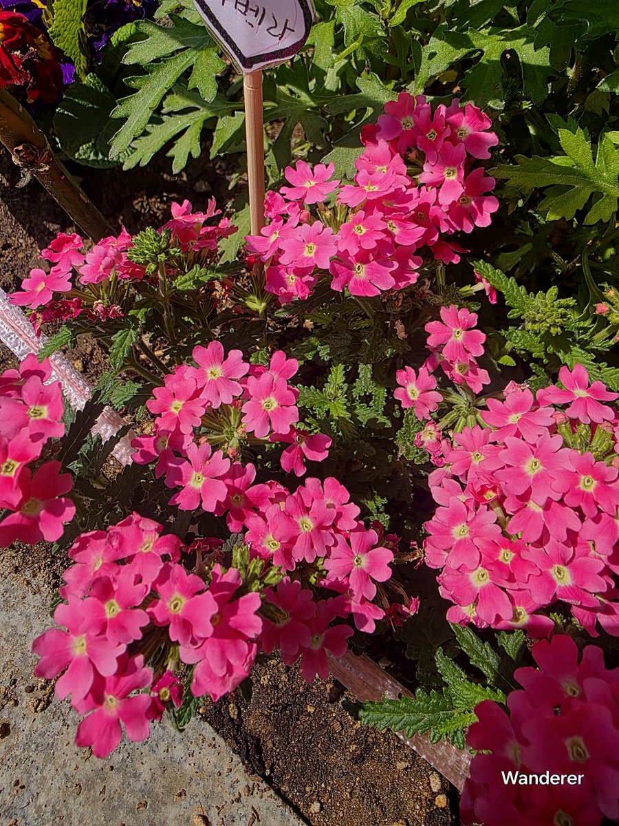 heehee78291's tweet image. Verbena🌸💚Have a happy week!🌞☕️✨️🙏🏿#nature #Bloom #Flowers