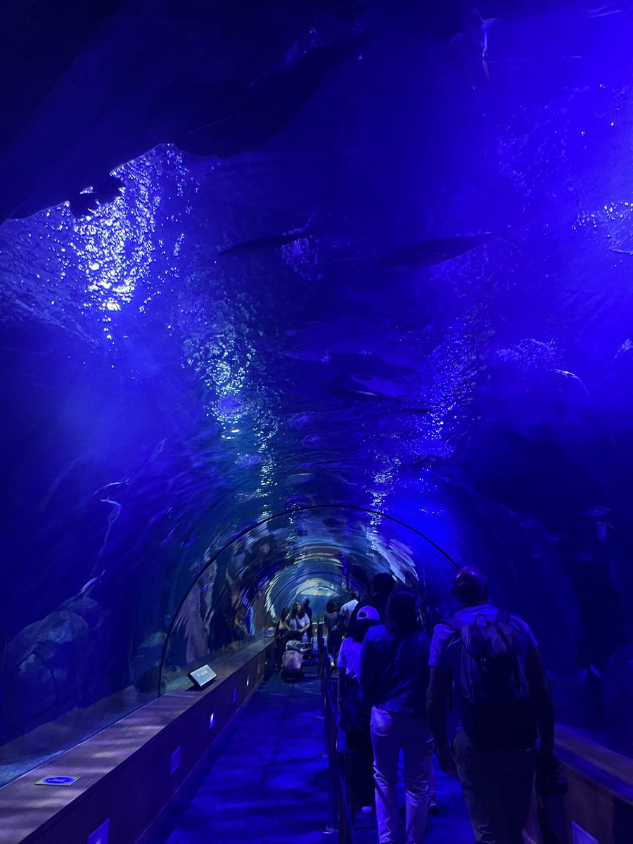 CSANJOSEFUENSA's tweet photo. Durante el último día de nuestro viaje hemos visitado el Oceanogràfic de Valencia. ¡Han sido unos días maravillosos! https://t.co/nZ18lLlOVJ