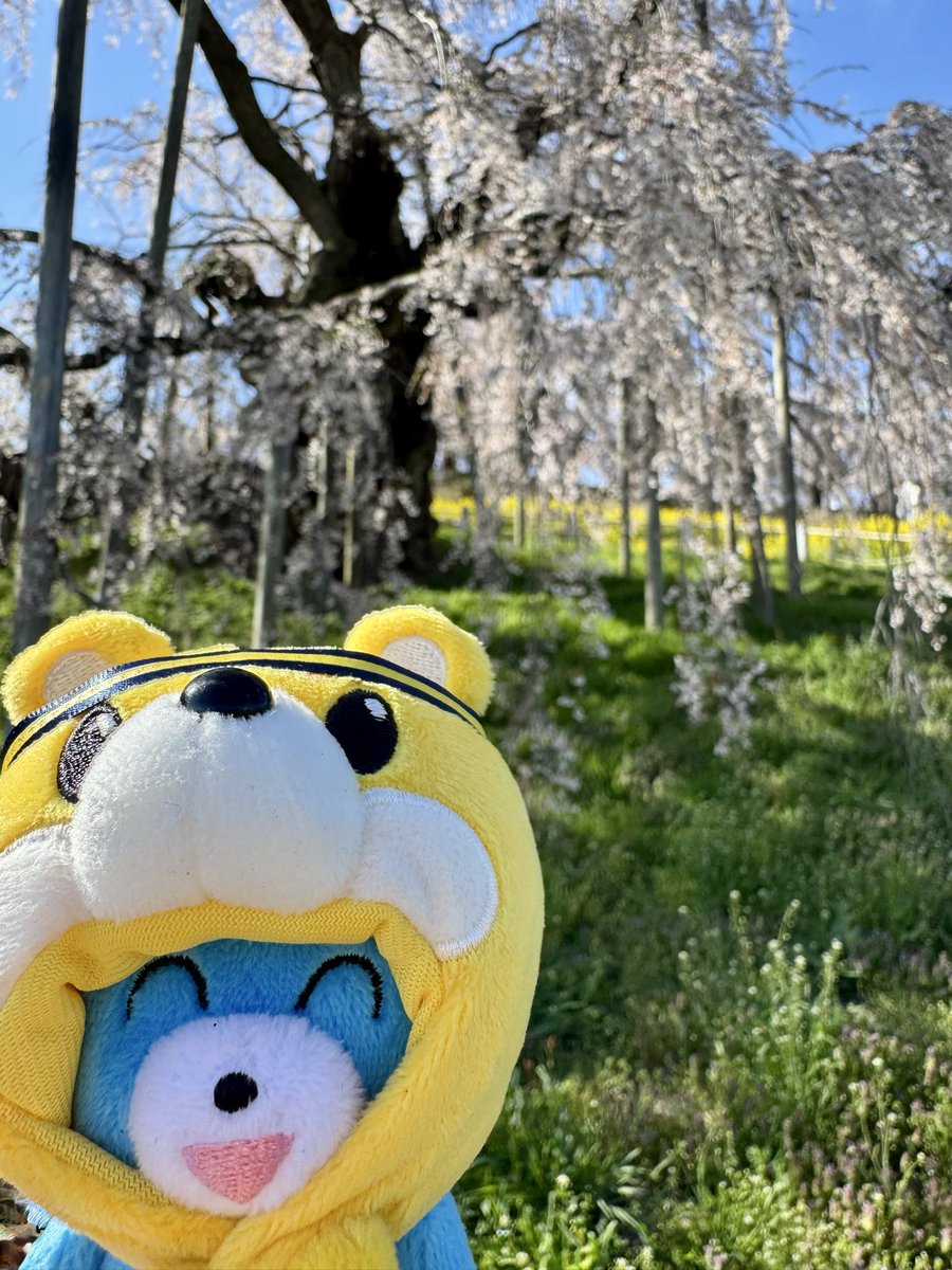 ニャンピョウ tweet media