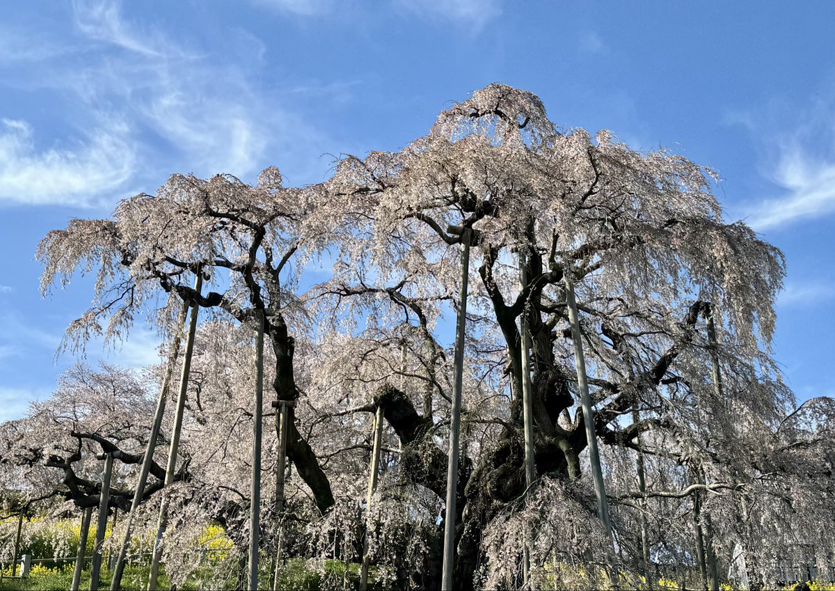 ニャンピョウ tweet media