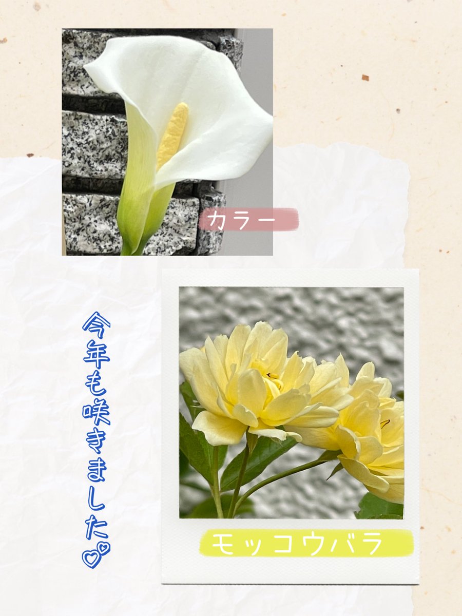 matihanak's tweet photo. 昨年より早いような？
昨日は蕾
今朝、咲いてました(*^^*)

花数は少ないけど
モッコウバラもついに
私の身長を超え
ﾜｰｲ\(* ॑꒳ ॑*  🎶•*¨*•.¸
#カラー
#モッコウバラ https://t.co/ZdJbuG7EiK