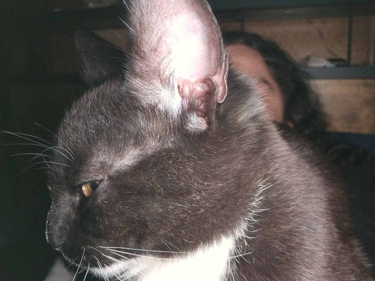 Uber 💚🐎 tweet media