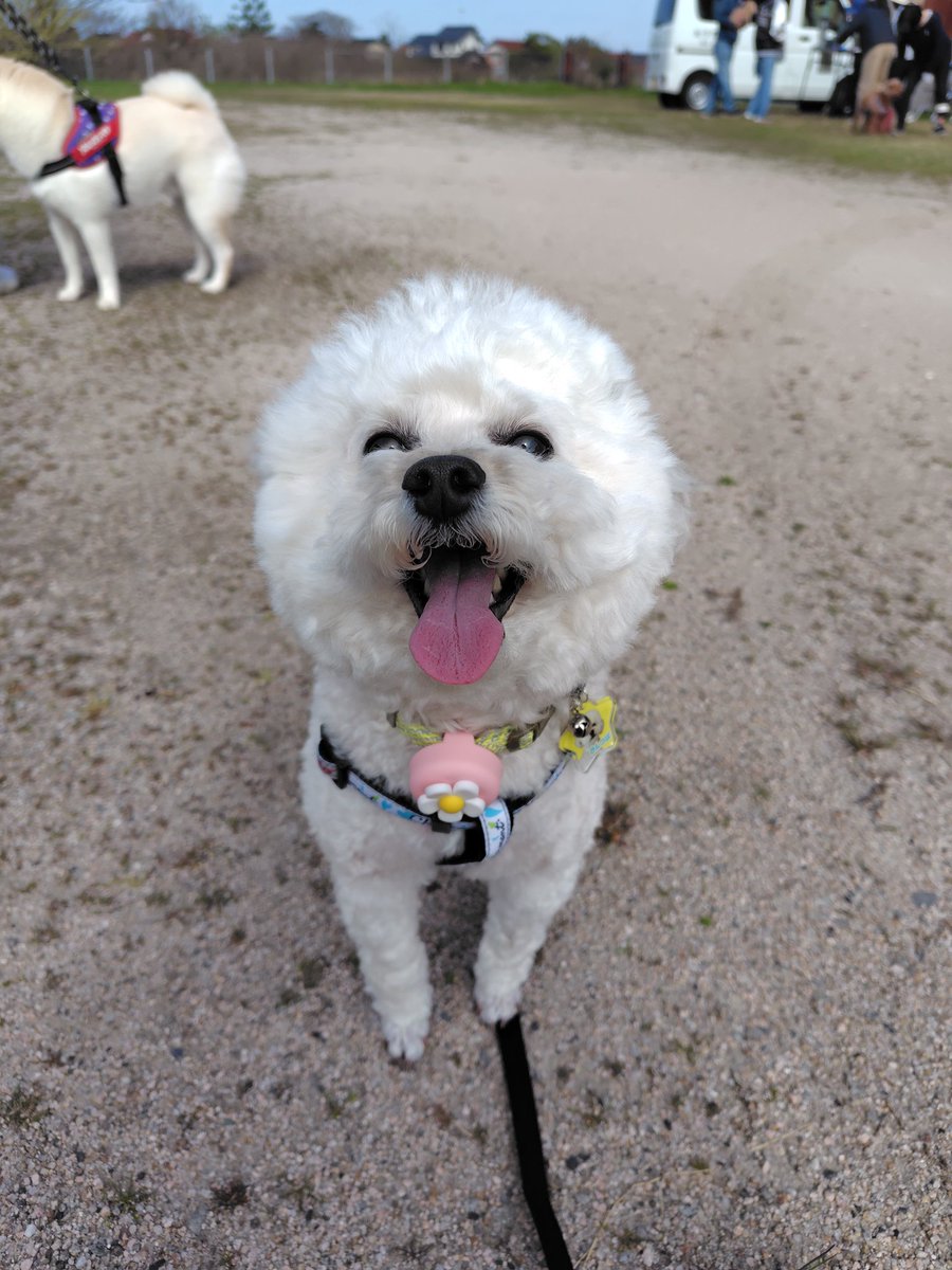 プードルきんちゃん🐩🦉 tweet media