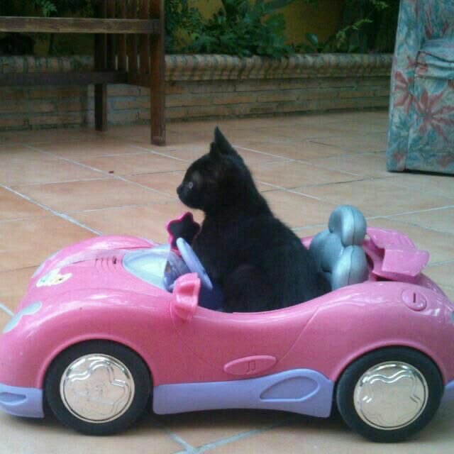 บู้ว 🐈⬛ ྀི tweet media