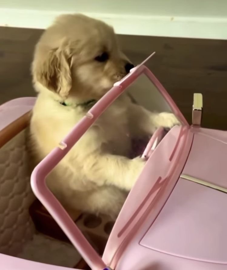 บู้ว 🐈⬛ ྀི tweet media