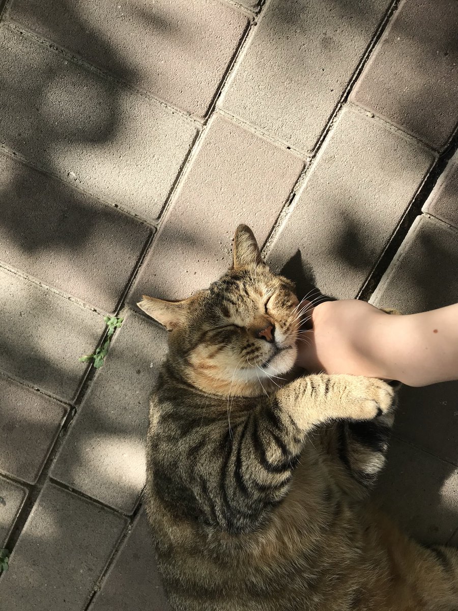 野良もまたかわいちのよな
