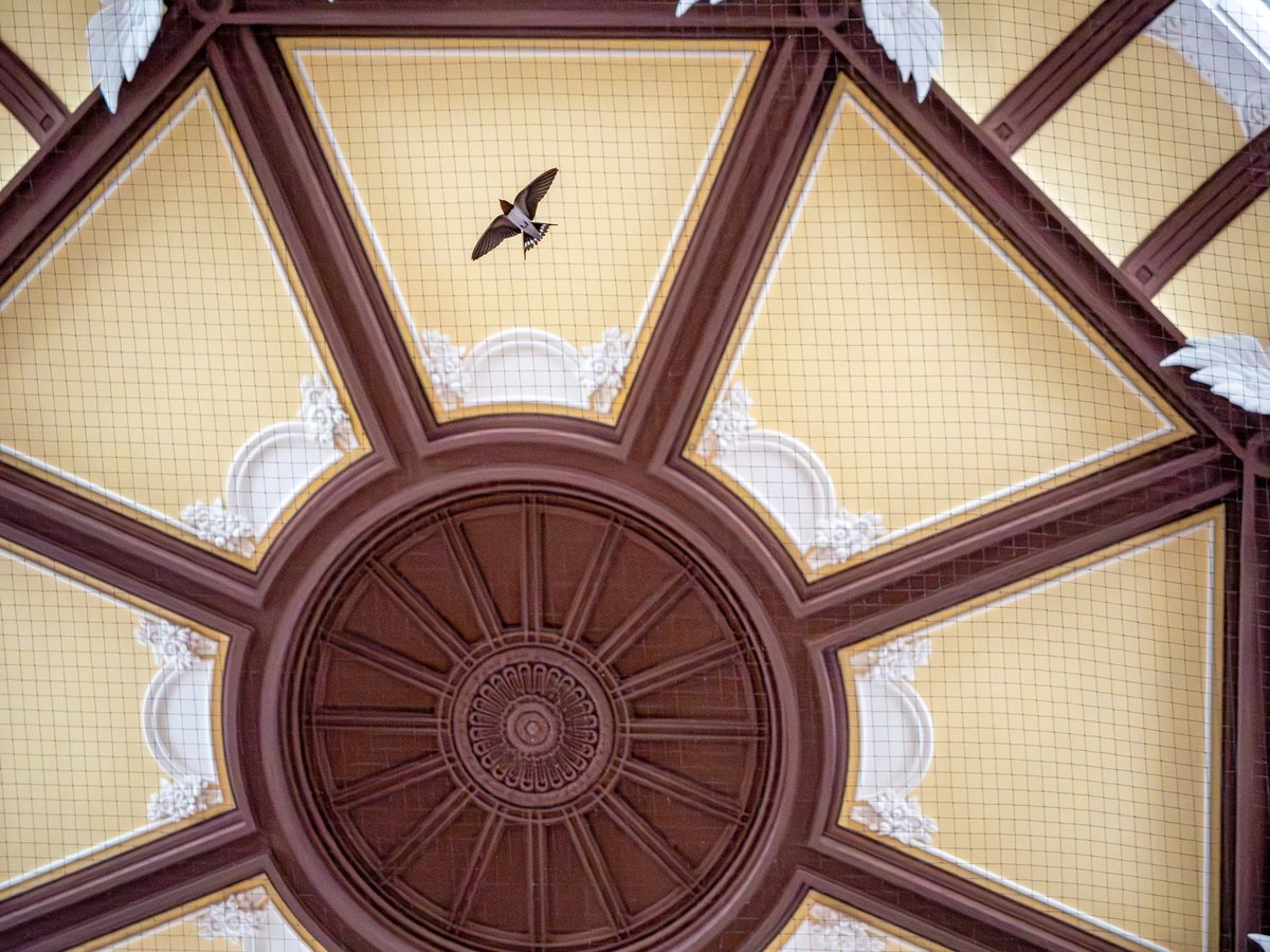 ドリトル柴田 tweet media