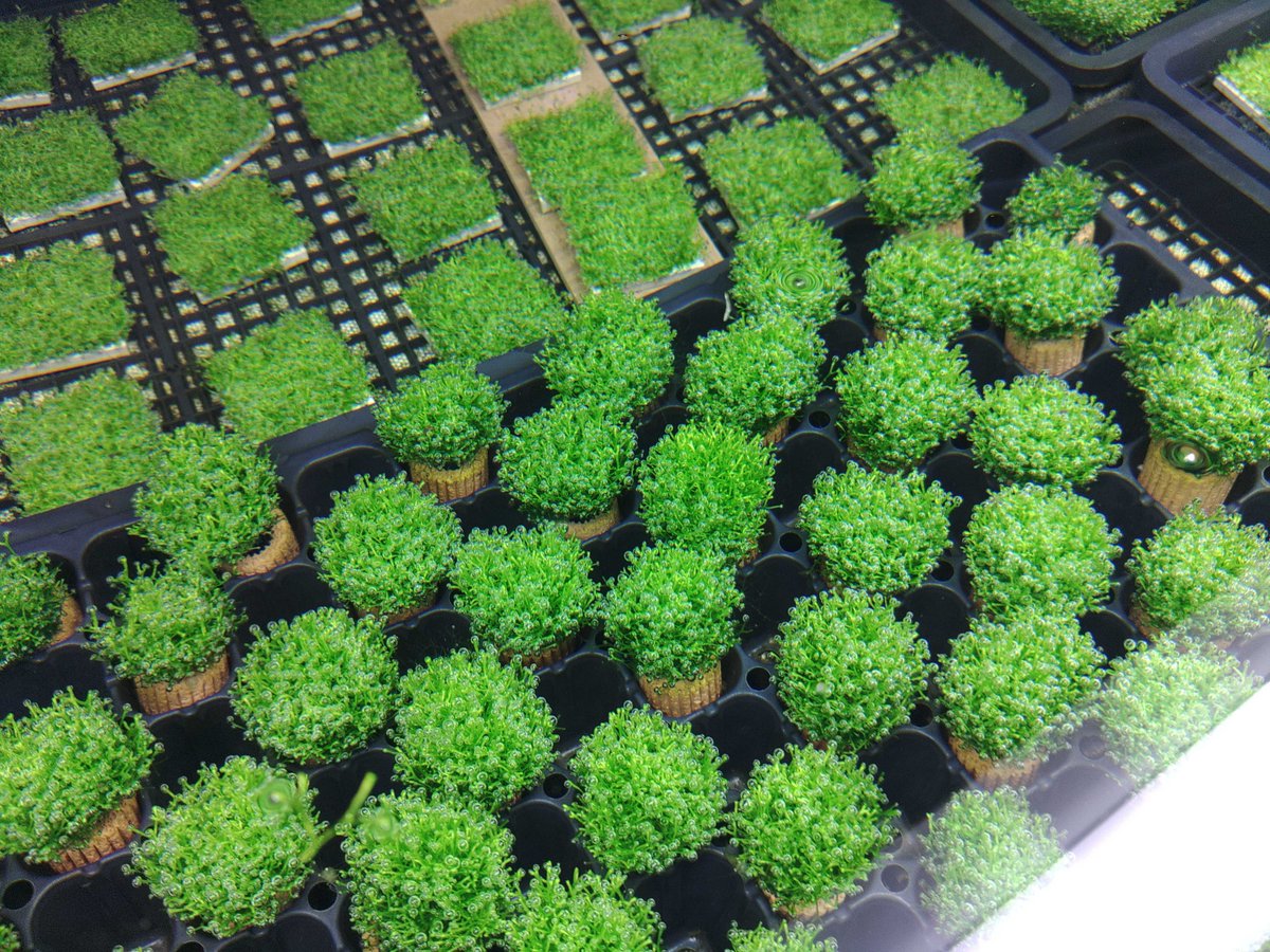 【水草・水生植物】チャーム公式 tweet media