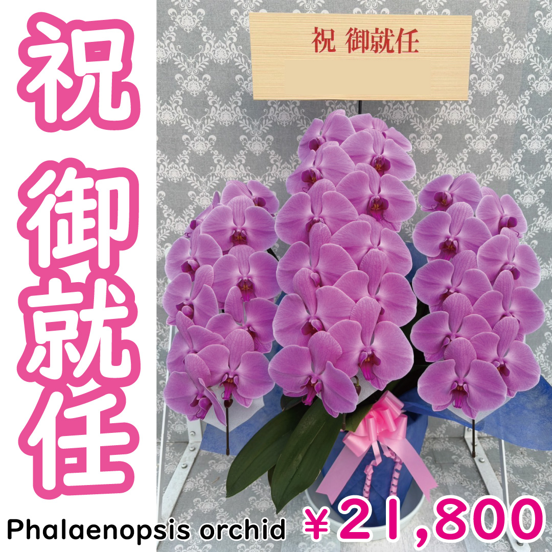 msd_shop's tweet photo. 就任のお祝いで嫁ぎました！

★お届けのお花
【紅華 こうか 3本立ち 大輪 33輪～ 濃いピンク】

★こちらのお花情報
https://t.co/uXQAAdruU1

■楽天市場のMSDナーセリー
https://t.co/Vl350aHR5l

#紅華 #就任祝い #純国産の胡蝶蘭 #胡蝶蘭 #msdナーセリーで感謝の気持ちを伝えよう https://t.co/9ZTx6NwjQL