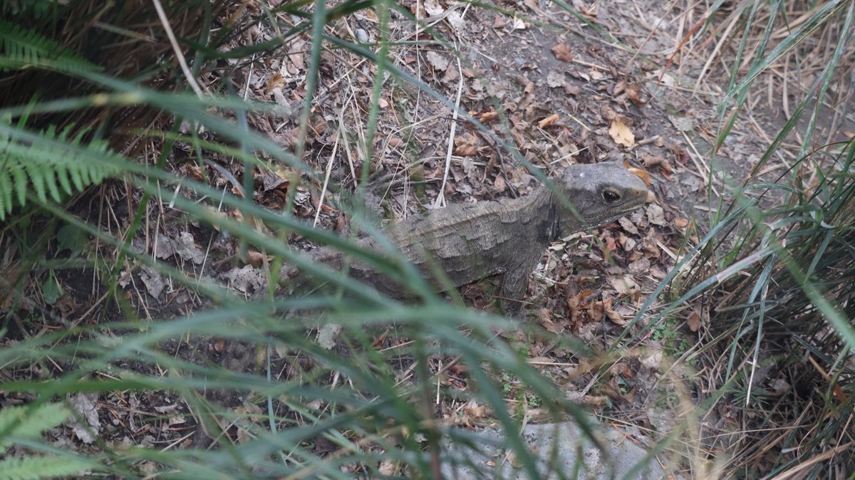 つぼみん旅行記 tweet media