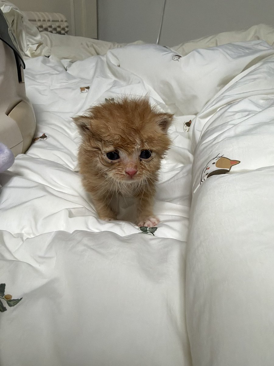 째앙금 tweet media