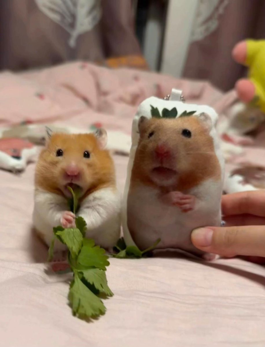 TweetsOfHamster's tweet image. 