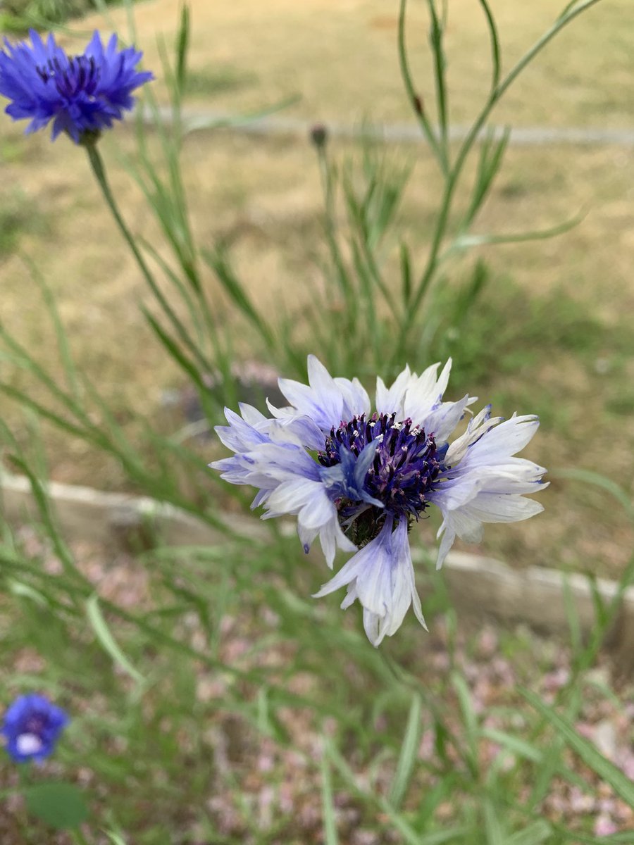 河内屋(堅忍不抜) tweet media