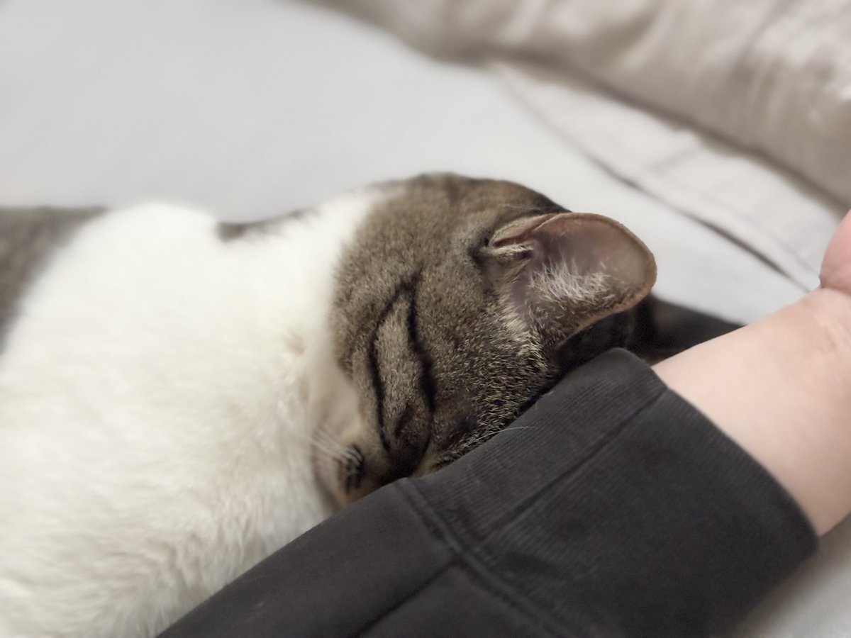 つゆちゃん tweet media