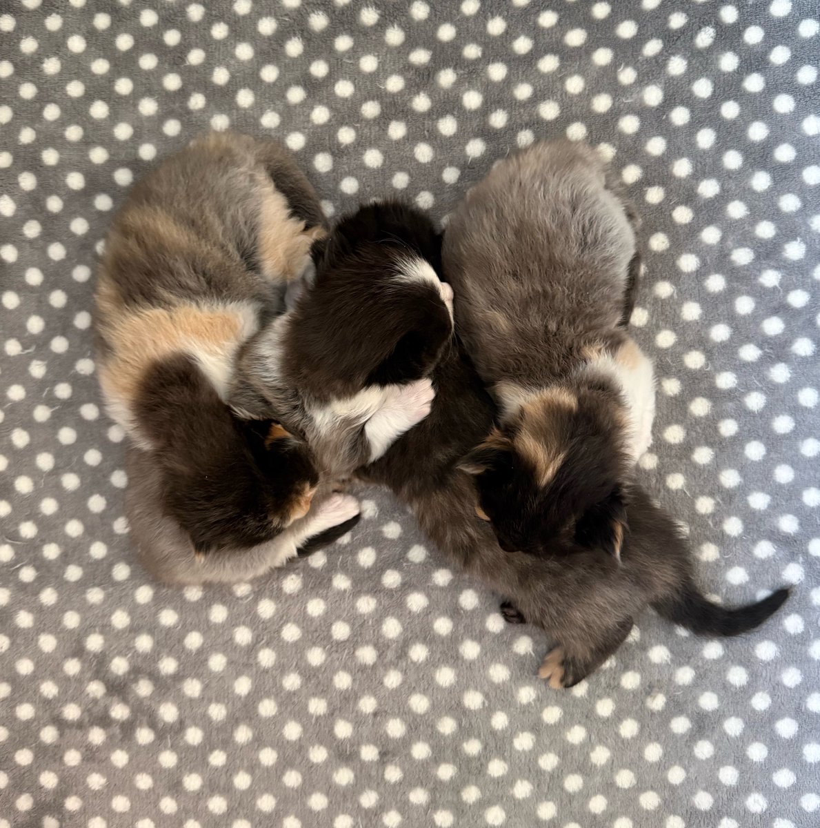 Fairy Cat Mother tweet media