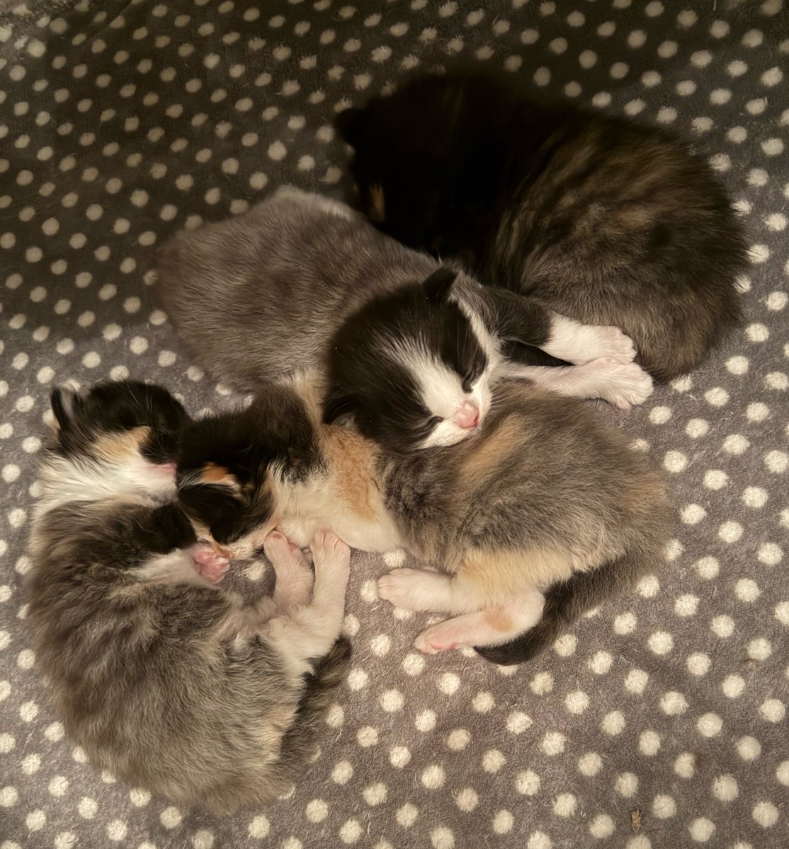 Fairy Cat Mother tweet media