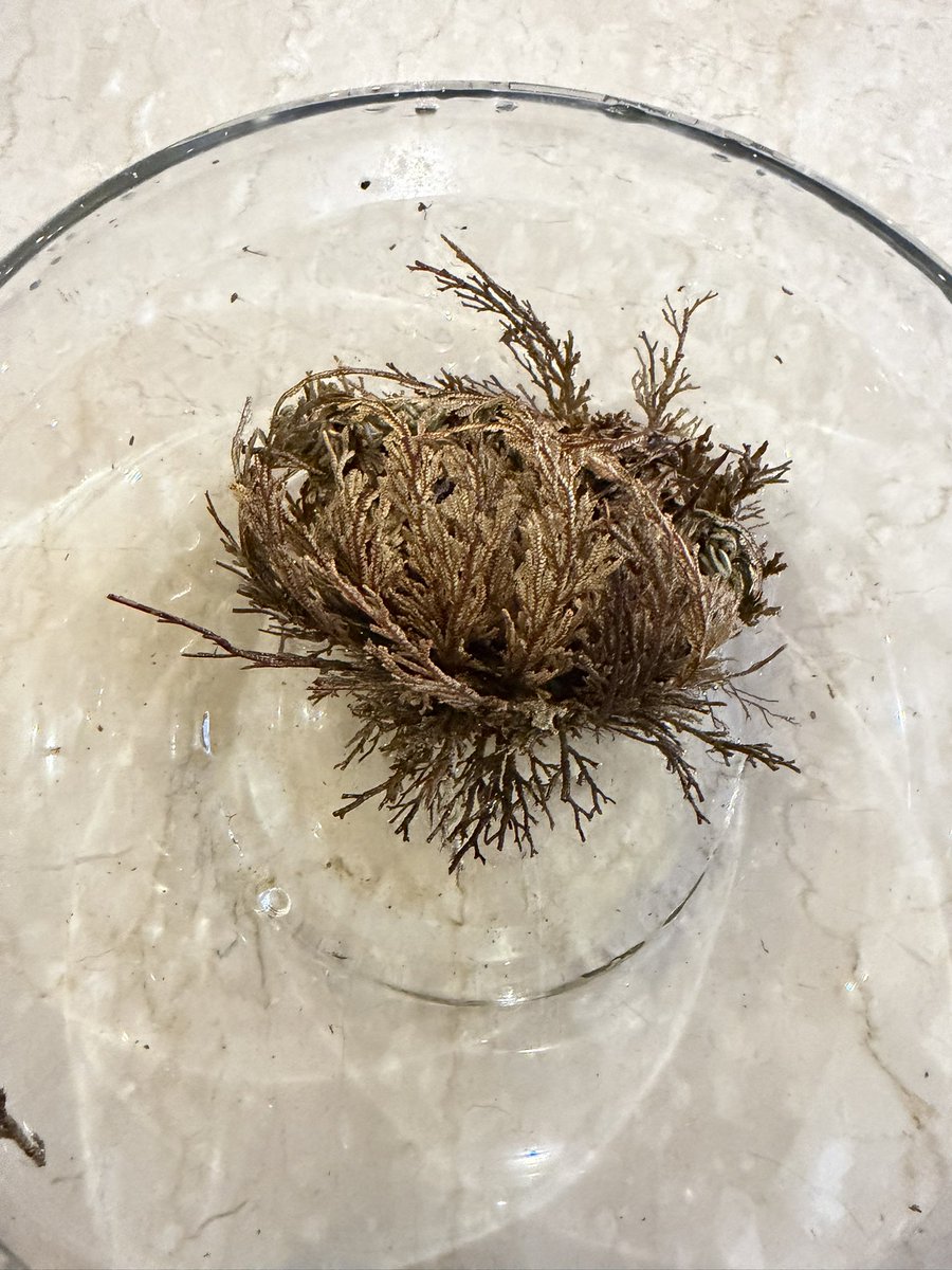 عتيق سيف السويدي tweet media