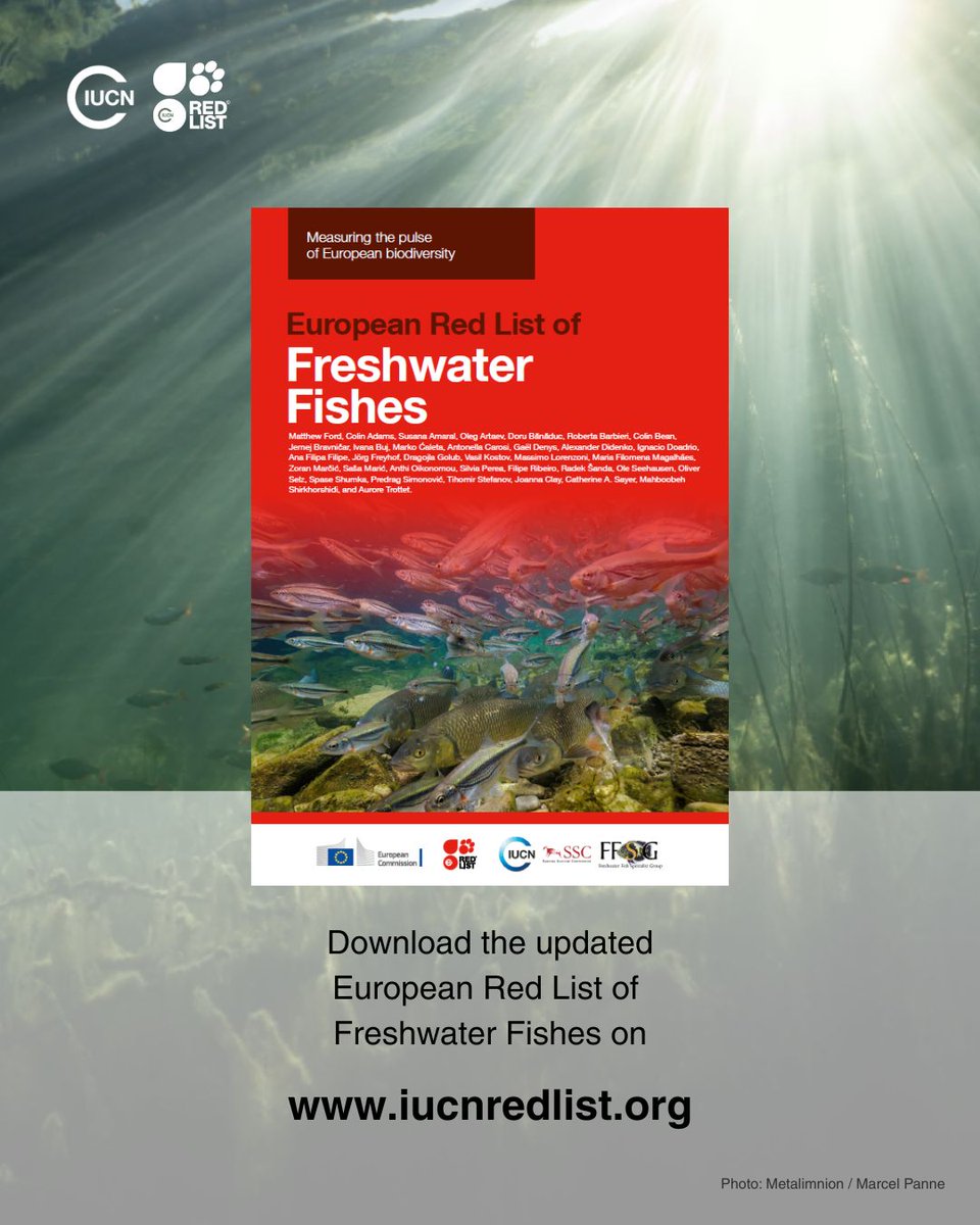 IUCNEurope's tweet photo. 🚨 Almost half of European freshwater fishes at risk of extinction, new @IUCNRedList reveals.

Their decline reveals a deeper crisis affecting European rivers, lakes and wetlands💧🐟

Read more: https://t.co/gwJdQJGVFs https://t.co/6Mhg4jVb14
