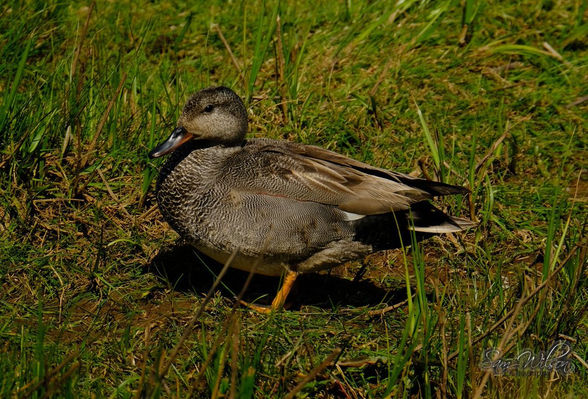 SamWlandscapes's tweet image. Pretty gadwalls on the coast #ducks #MallardMonday