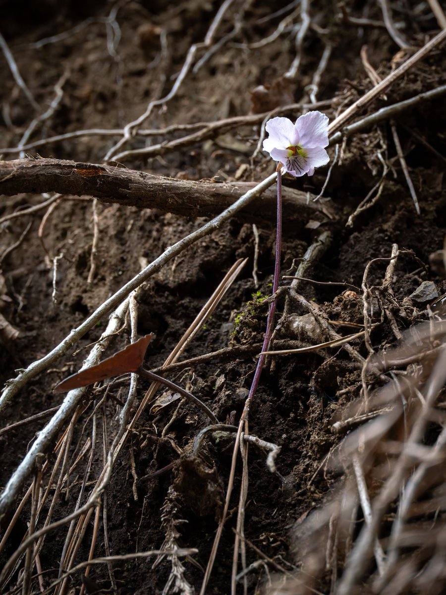 小柴雪 tweet media