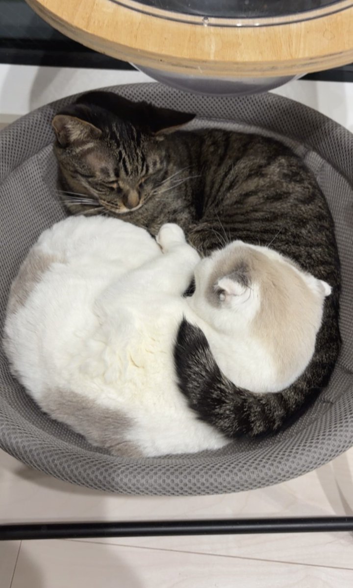 キャットアパートメントコーヒー tweet media