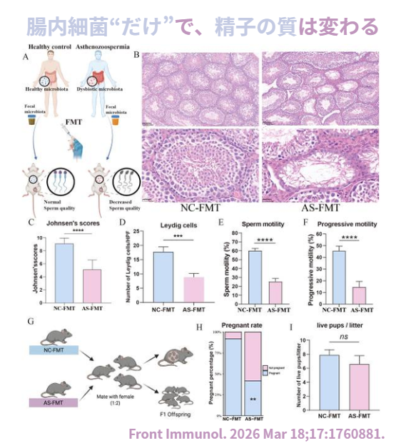 NINKATSUmasterM's tweet image. 9 割の人が知らない事実。
「 精子の元気、腸で左右される?? 」 

精子無力症 60人 vs 健常 60人で、便・血液・精液をまとめて解析。さらに人の腸内細菌をマウスに移植して検証したところ↓↓

差がでたのは「 酪酸（短鎖脂肪酸）」。
酪酸は“ 腸内細菌が作る成分 ”で、代表菌  F. prausnitzii