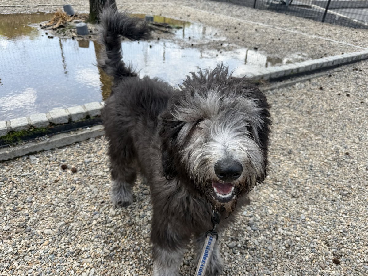 ポッキー tweet media