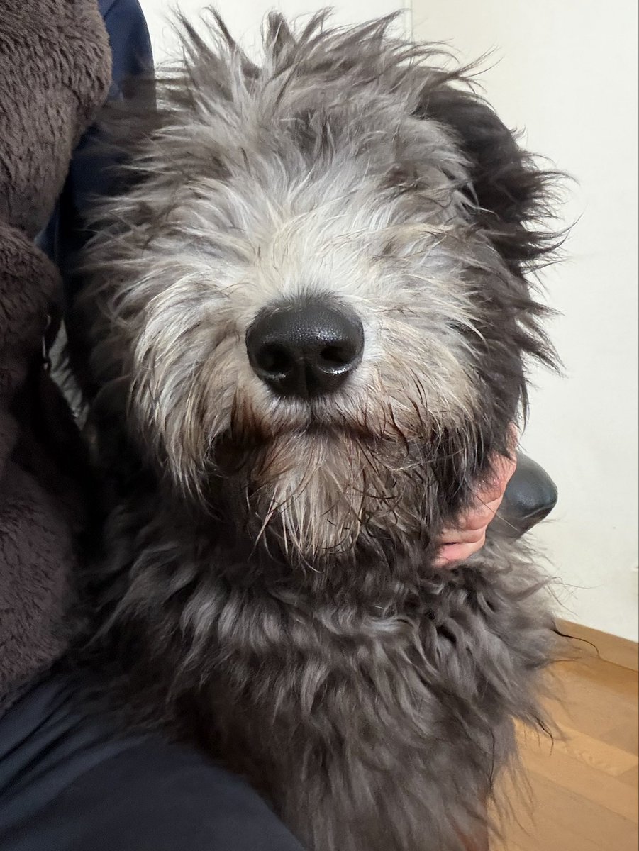 ポッキー tweet media